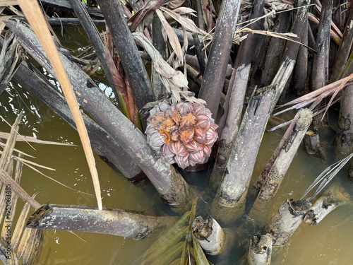 Nipa palm fruits visible among nipa palm trees growing within the river, near shallow flowing water.