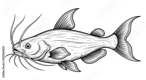 Whiskered Catfish Sketch Illustration, Hand-Drawn Aquatic Animal