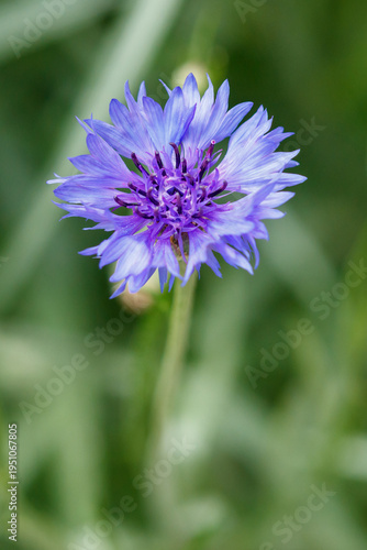 A blue flower with a purple center