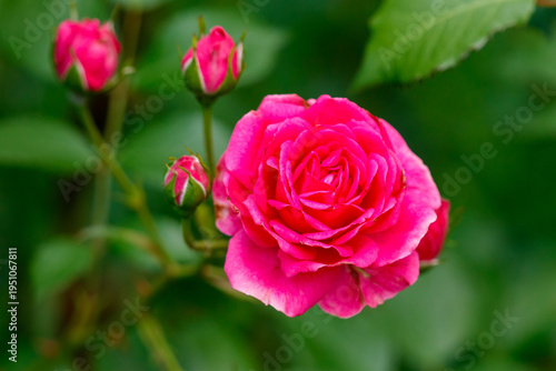A pink rose with green leaves