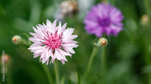 A pink and purple flower is in the foreground