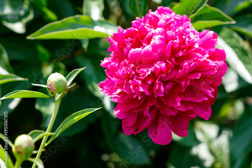 A pink flower with a green stem