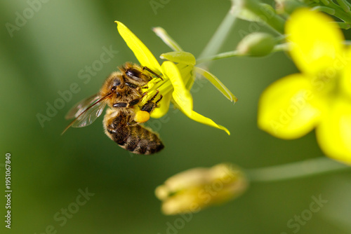 A bee is on a yellow flower