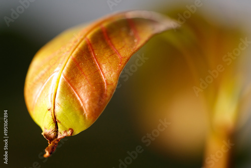 A leaf is shown in a close up