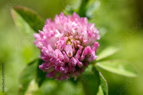 Close-up of pink clover flower with green leaves