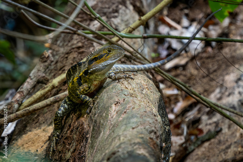 Eastern Water Dragon - Intellagama lesueurii, beautiful large semi aquatic lizard native to eastern Australia from Victoria northwards to Queensland.