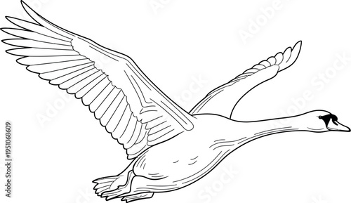 Elegant flying swan line art illustration showcasing graceful movement and beauty of a wild bird soaring with wings outstretched in a minimalist black and white graphic design.