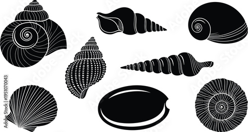 Seashell collection silhouettes, various marine shell shapes set, ocean beach nature elements isolated, decorative sea shells, flat vector illustration