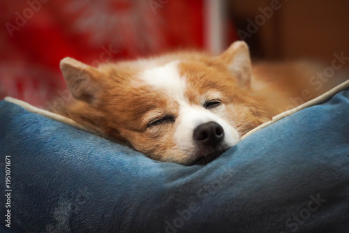 Cute brown and white dog sleeping peacefully in a blue pet bed, close-up of a napping pet.