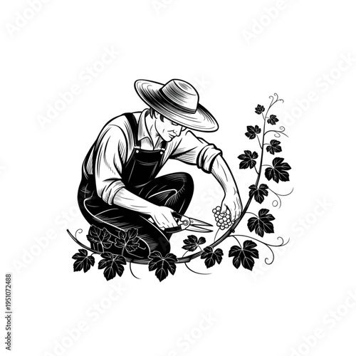 Male farmer harvesting grapes in vineyard, traditional winemaker pruning vine with shears, winery agriculture vector illustration