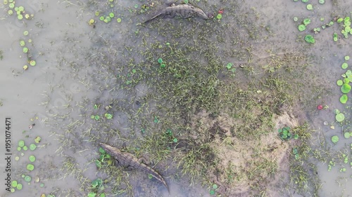 wild crocodiles drone aerial view Arugam Bay Sri Lanka lagoon calm lake water dangerous reptiles wildlife habitat