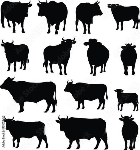 Cow and bull silhouette icon set, cattle breed graphics, farm animal figures, livestock posture symbols, black vector, white background