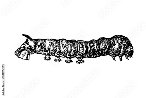 Photos Silkworm caterpillar (Bombyx mori), detailed texture showing segments, legs, and characteristic spots, old vintage illustration, 1897