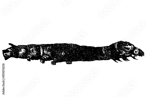 Quadro em tela Flacherie-infected silkworm caterpillar, diseased larva of Bombyx mori with characteristic limp, lethargic appearance, old vintage illustration, 1897