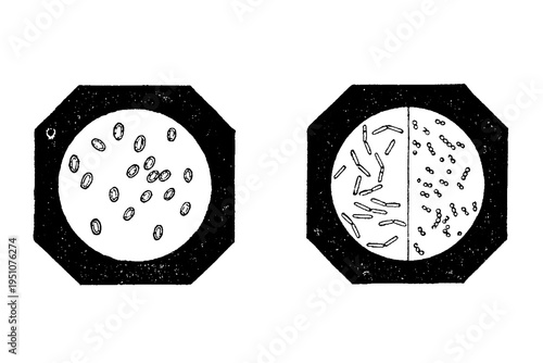 Εκτύπωση καμβά Microorganisms under magnification: spherical bacteria and rod-shaped bacteria, vintage scientific illustration, old vintage illustration, 1897