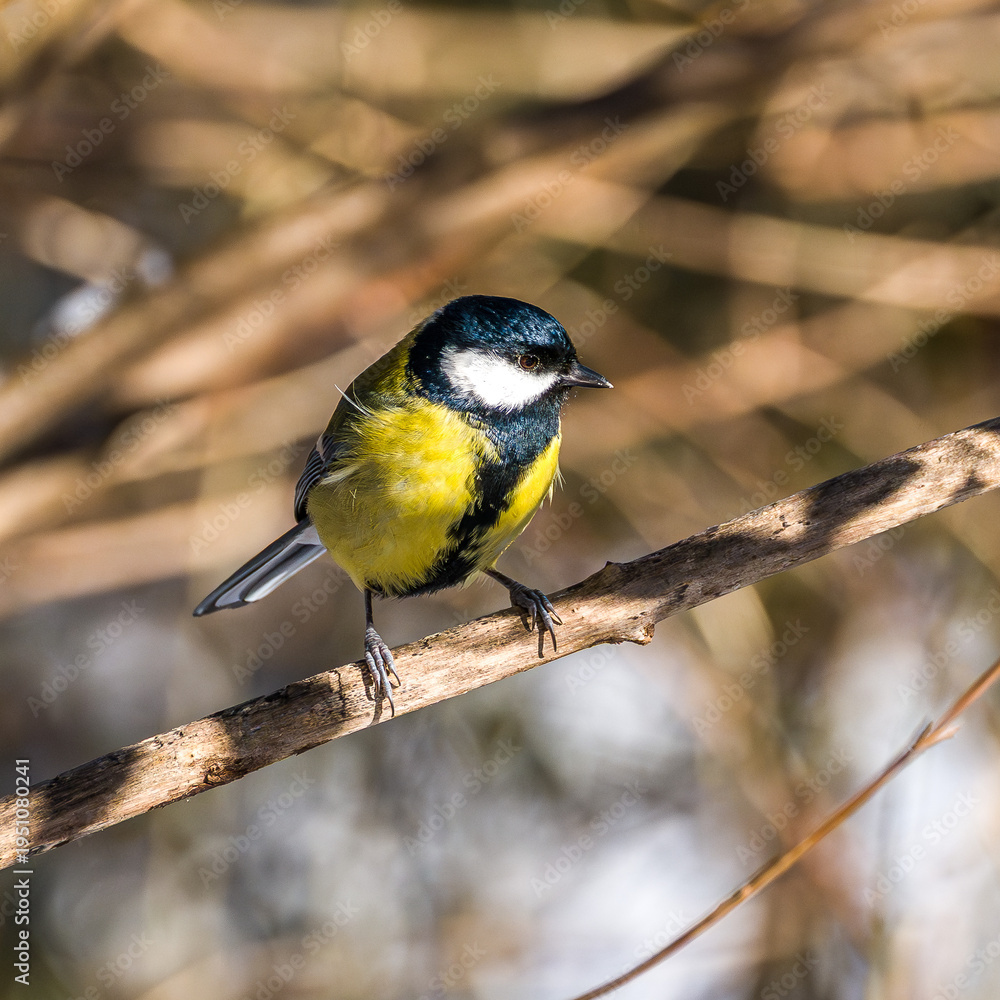 Obraz premium The Great Tit, Parus major from the tit family Paridae. It is easily recognisable by its black and yellow plumage