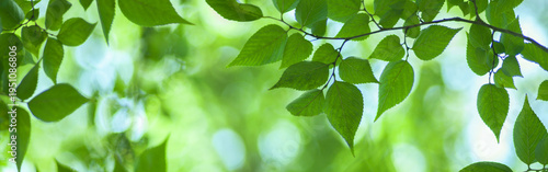 森の葉　バナー