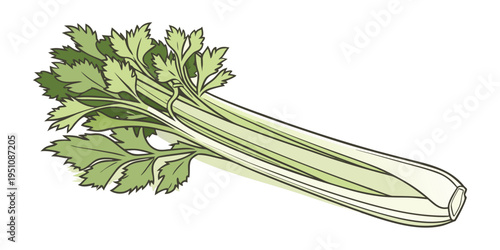 Fresh Green Onion Bunch Isolated on White Background.
