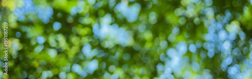 forest leaves blurred banner
