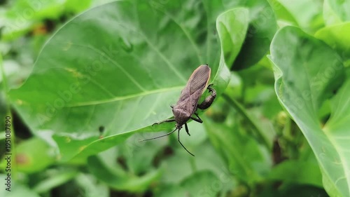 A brown insect beetles on a vibrant green leaf. 