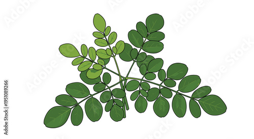 Detailed cluster of moringa leaves, showcasing their delicate structure and vibrant green hue, symbolizing a nutrient-dense superfood and powerful plant-based ingredient.
