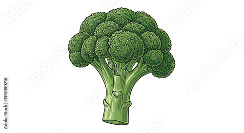 Fresh broccoli head illustration, showcasing its characteristic dense, green florets and sturdy stem, symbolizing a healthy, nutrient-rich vegetable and wholesome ingredient.
