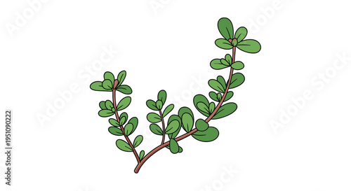 Sprig of fresh purslane, featuring its succulent green leaves and reddish stems, illustrating a healthy, edible herb and a resilient wild plant often used in salads.