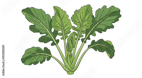 Freshly harvested arugula plant illustration, showcasing its vibrant green leaves and healthy roots, perfect for culinary and agricultural themes.