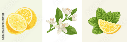 Lemon and citrus bloom icon set – Ideal for summer transition marketing, fresh juice branding, or citrus product ads.