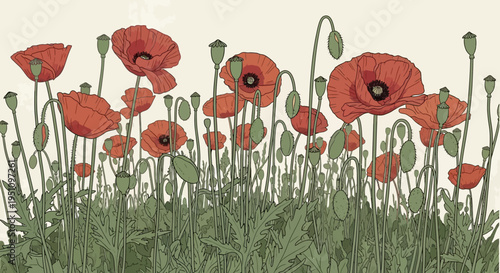 Vintage Red Poppy Field Botanical Illustration - Retro Wildflower Meadow Background with Hand Drawn Poppies and Green Stems