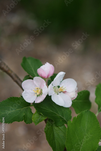 apple tree blossom