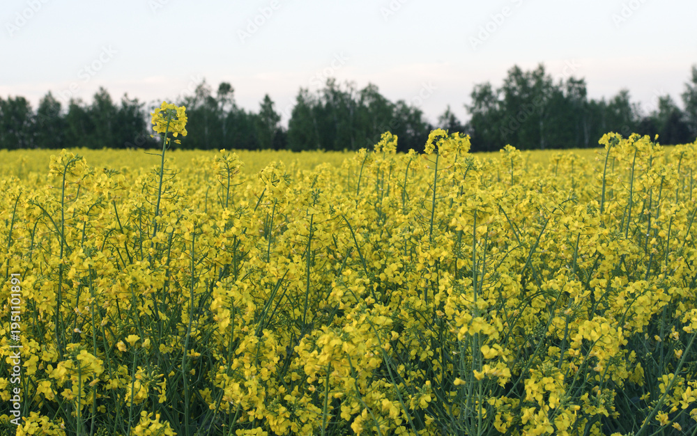 Fototapeta premium field of rape