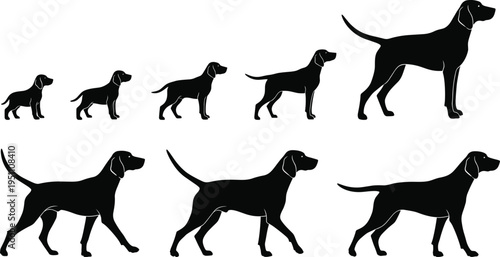 Black silhouettes of dog growth stages from puppy to adult, hunting dog breed icons, canine life cycle, animal movement set, vector.