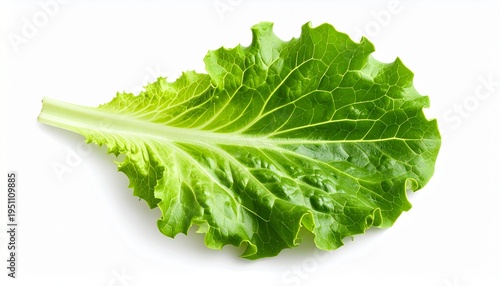 Fresh Green Leaf Lettuce Isolated on White Background for Salad or Healthy Eating Concepts.
