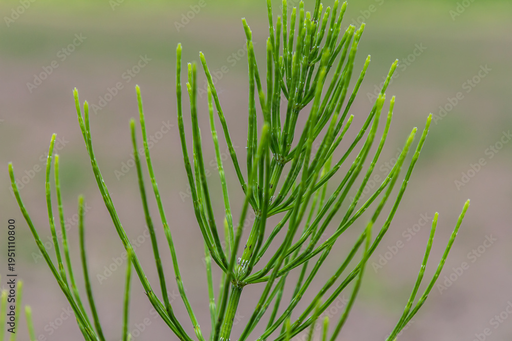 Obraz premium Horsetail field Equisetum arvense grows in the wild
