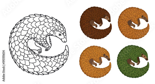Pangolin Rolled Up in Ball: Line Art and Color Variations