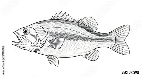 Black and White Bass Fish Illustration, Vector Line Art