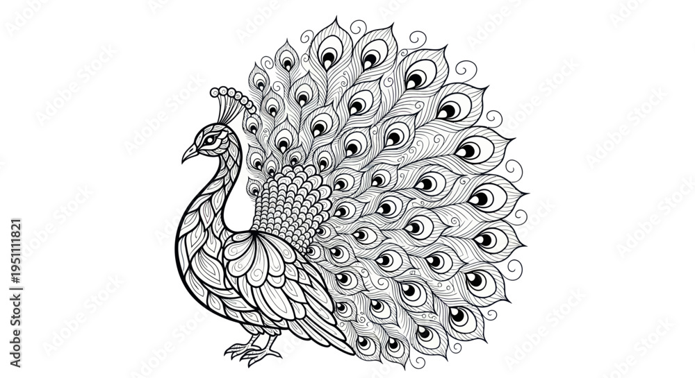 Fototapeta premium Intricate Peacock Line Art - Ornamental Bird Drawing