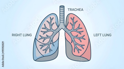 Anatomical diagram illustrating the human trachea branching into the right and left lungs with distinct lobes.