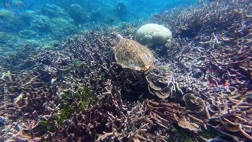 Underwater Wonders of the Tropical Reef with Beauty of Coral Reef Biodiversity	