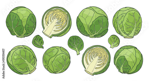 Fresh Brussels Sprouts Collection: Whole and Halved, Healthy Green Vegetable Illustration