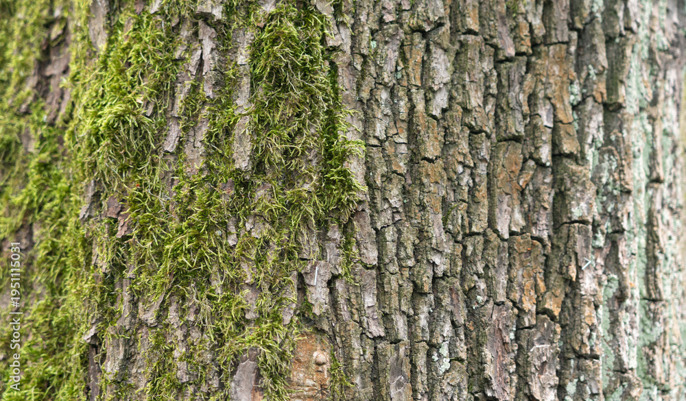 Fototapeta premium Old bark tree texture. Natural wood surface pattern, old tree skin