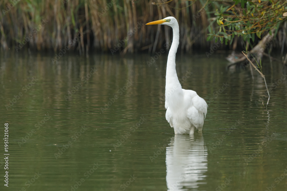 Obraz premium The great egret (Ardea alba), also known as the common egret,
