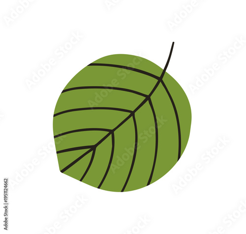 Tree leaf. Green natural decoration. Botanical design element, forest plant, herbarium. Linden foliage, icon. Flat graphic vector illustration isolated on white background