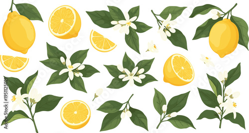 Lemon Citrus Botanical Vector Set with Leaves, Blossoms, Whole and Sliced Fruit Illustrations Collection
