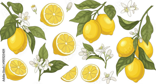 Lemon Citrus Botanical Vector Set with Whole and Sliced Fruit, Leaves and Blossom Garden Illustrations Collection
