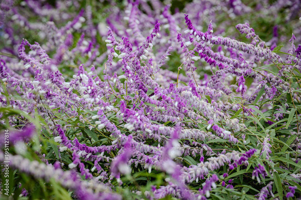 Obraz premium Stunning Strauchiger Salbei in Kiba Park reveals its delicate autumn foliage. A poetic and serene capture of Tokyo’s botanical beauty, showcasing the elegant textures of this vibrant garden shrub.