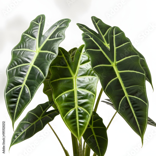 A close-up view of a plant with large green leaves and light green veins on a white background