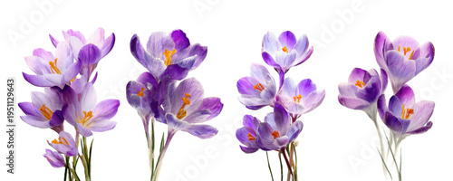 Purple crocus watercolor illustration on white background, delicate petals and bright yellow stamens in a soft botanical style, evoking spring, freshness and gentle renewal