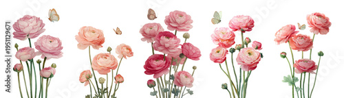Watercolor ranunculus flowers blooming in shades of pink with flying butterflies, creating a delicate botanical illustration for spring and garden themes